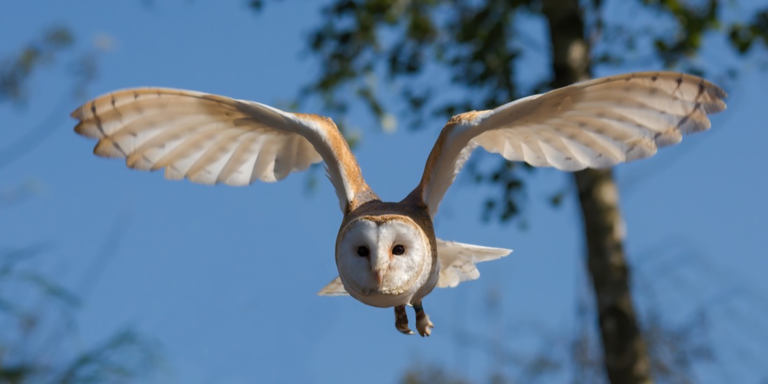 Barn owl in flight seen head-on