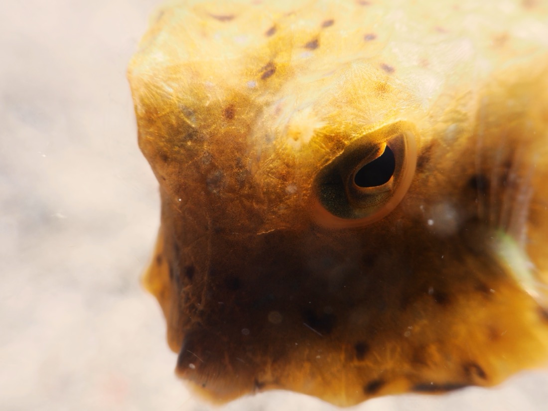 Yellow boxfish head detail