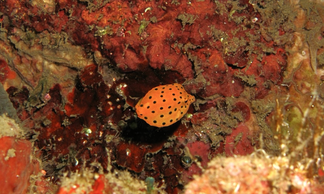 Juvenile yellow boxfish showing the cube-shaped body