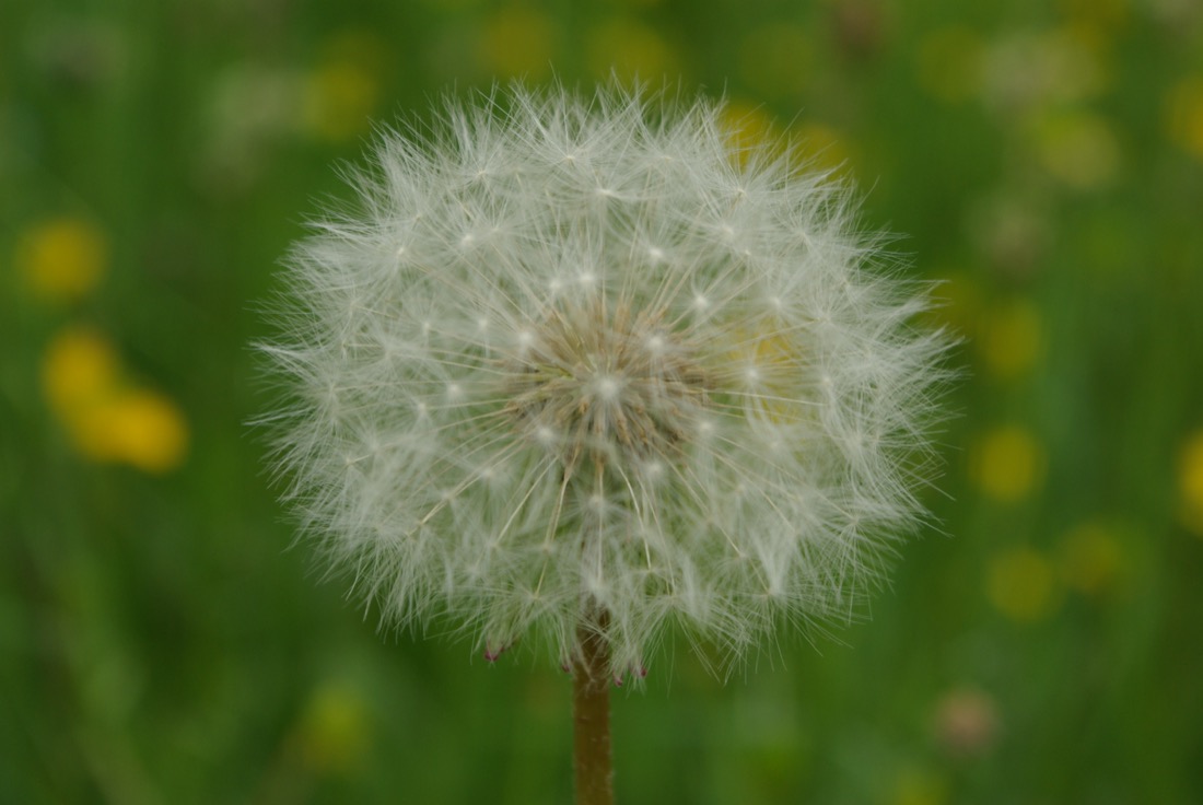 Dandelion seed head
