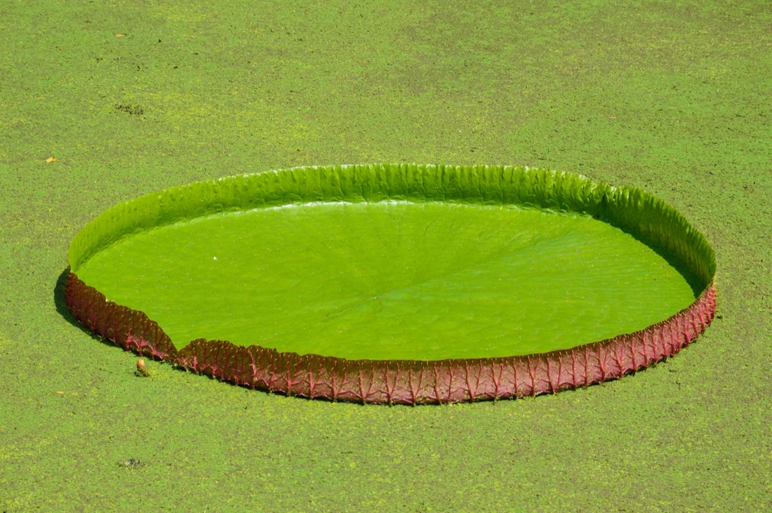 Giant water lily leaf floating with its rim turned up