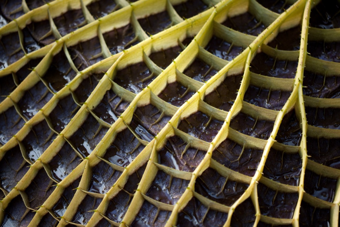 Ribbed underside of a giant water lily leaf