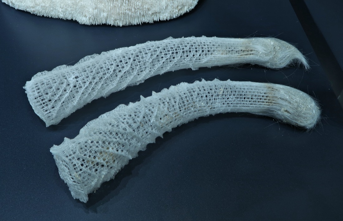Glass sponge skeletons showing the lattice
