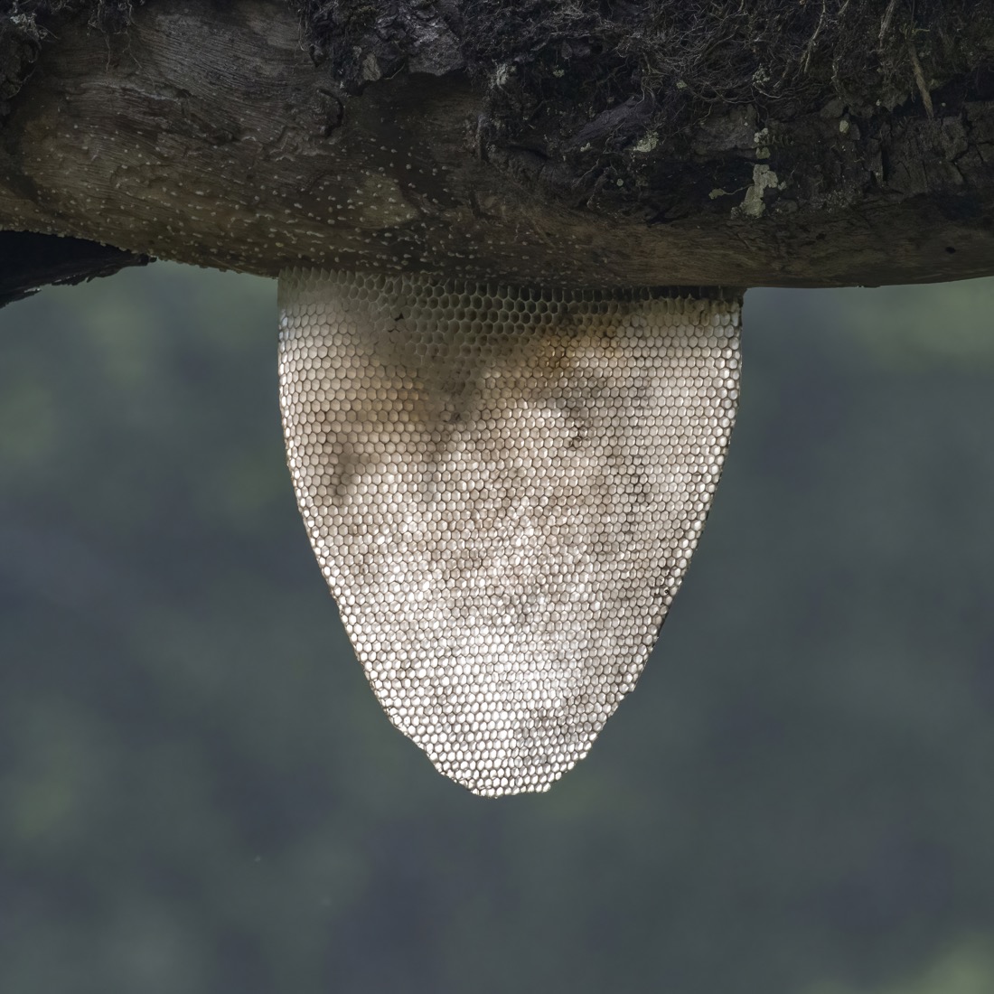 Wild honeycomb hanging beneath a branch
