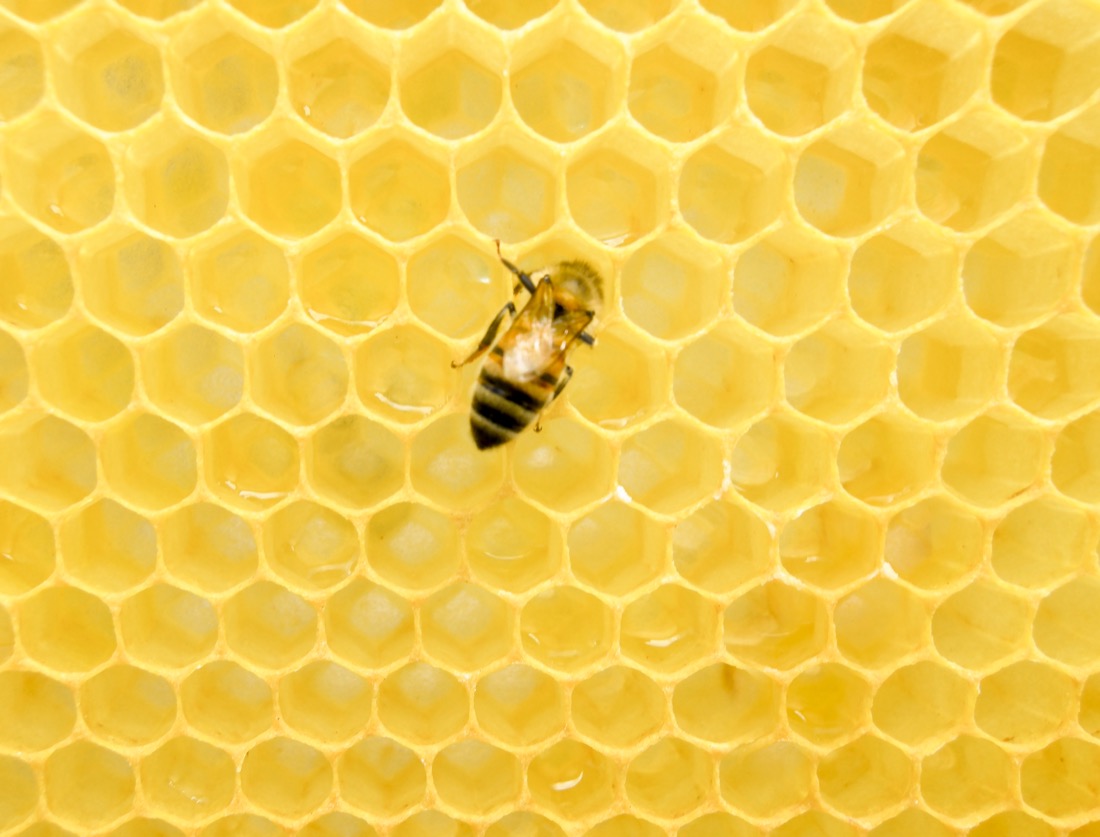 Honey bee on hexagonal wax comb