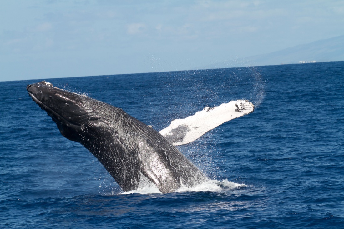 Humpback whale breaching with the flipper raised
