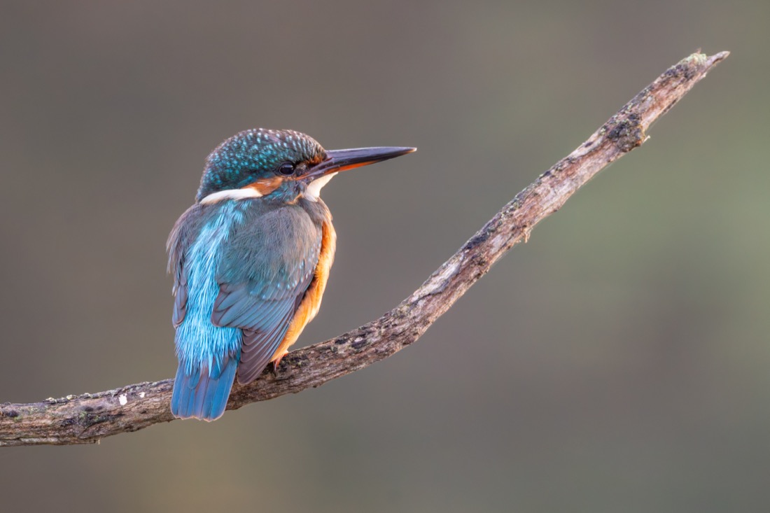 Common kingfisher perched in profile