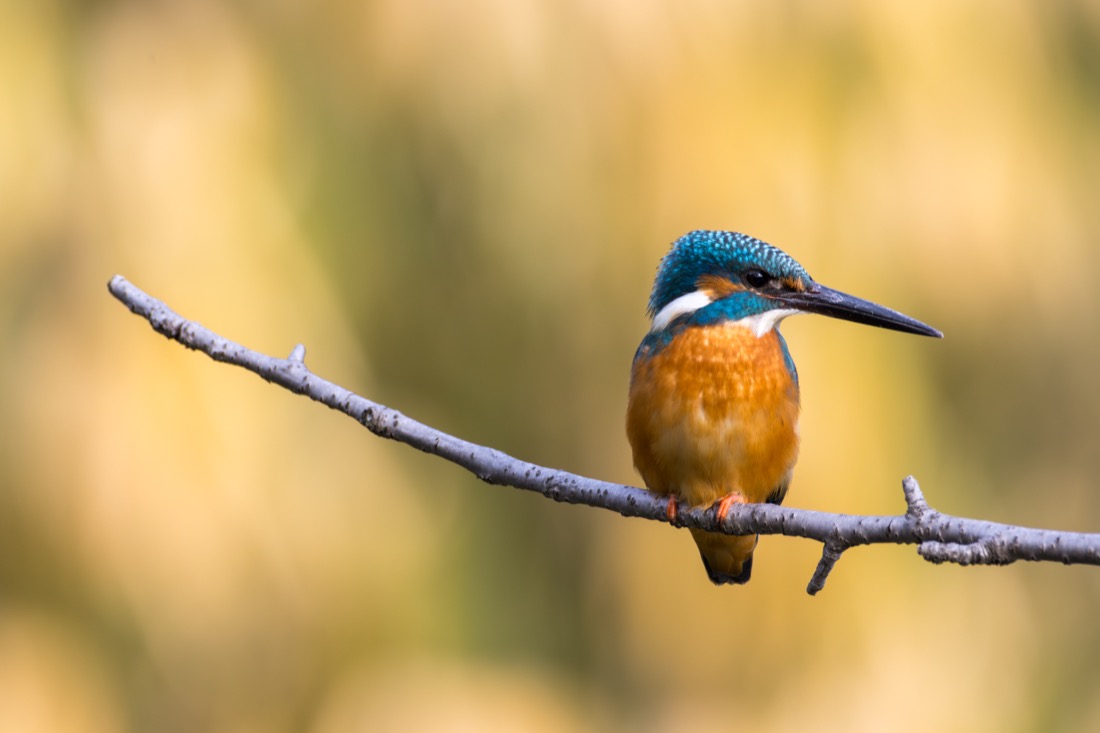 Common kingfisher facing right