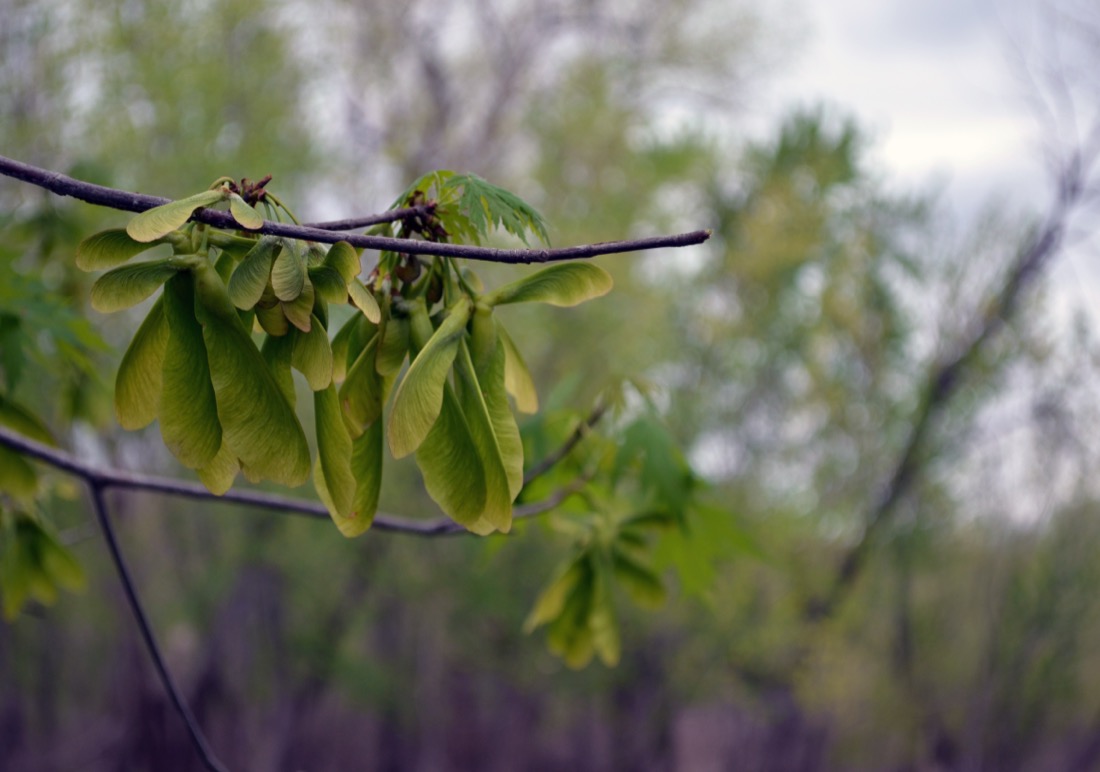 Silver maple samaras on the branch