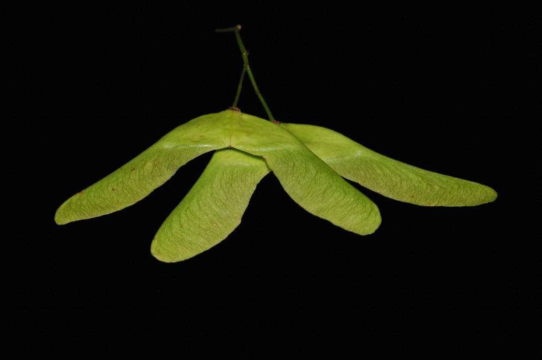 A single maple samara pair on black
