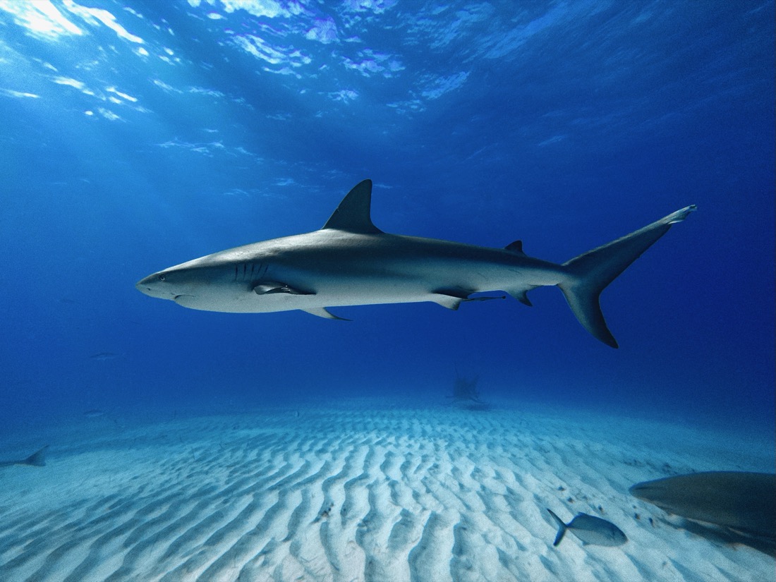 Caribbean reef shark swimming over sand
