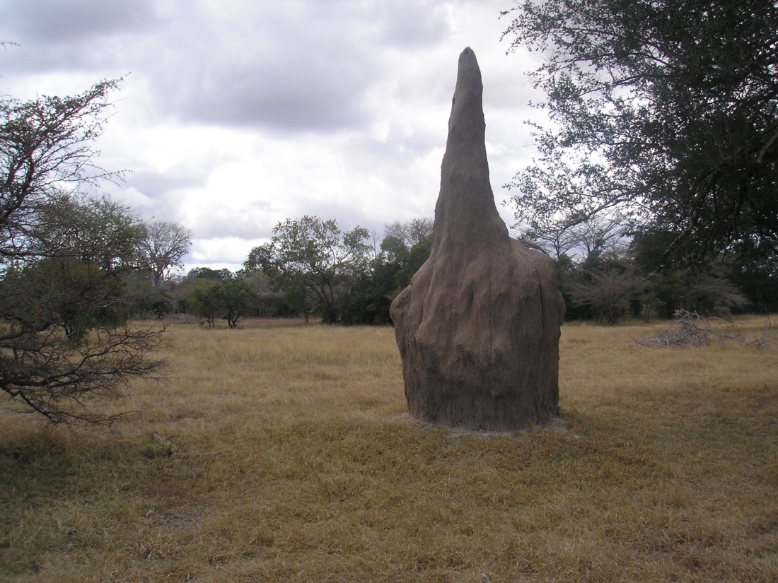 Macrotermes termite mound in the Selous Game Reserve