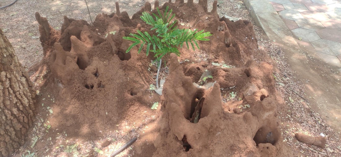 Low termite mound with chimneys