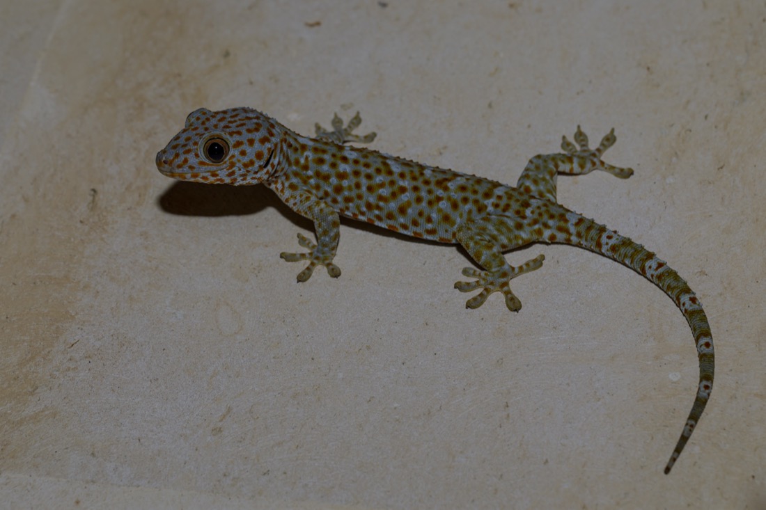 Tokay gecko with toe pads visible
