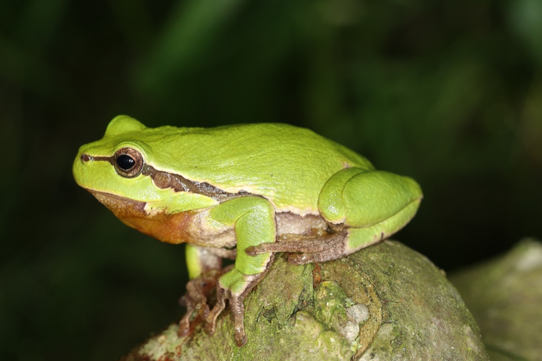 European tree frog gripping a stem