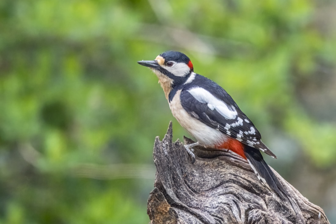 Great spotted woodpecker on a stump